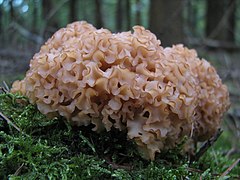 Fungus-IMG 3248.JPG