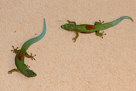 Gestreepte daggekko (Phelsuma lineata)