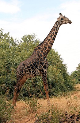 Самец Масайского жирафа