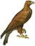 Golden Eagle Illustration white background.jpg