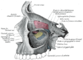 Emberi felső állcsont (légtartalmú; pneumatikus csont) légtartalmú ürege, az arcüreg (sinus maxillaris) feltárva