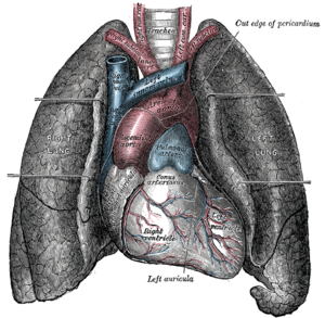 Anterior (front) view of heart and lungs.
