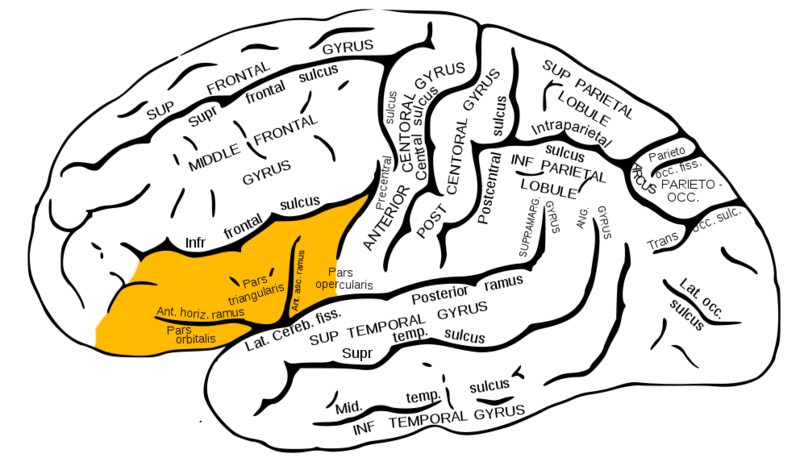 ILLUSTRATION : Gyrus frontal inférieur (Source : Wikimedia)