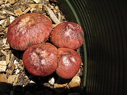 Gymnopilus luteofolius.jpg