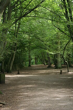 Image illustrative de l’article Highgate Wood