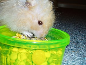 My hamster, Biscuit (Nov 2005-15th April 2008)...