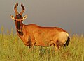 Morning light highlighting the reddish colour in Addo Elephant National Park