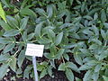 Helleborus lividus subsp. corsicus - Botanischer Garten, Frankfurt am Main - DSC02518.JPG