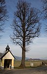 Winterlinde (Tilia cordata)