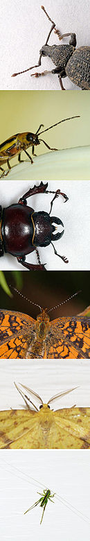 Evolution has produced astonishing variety of appendages in insects, such as these antennae. Insect antennae.jpg