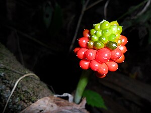 English: Jack-in-the-pulpit seed berries
