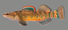 Miniatuur voor Etheostoma spilotum