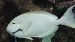 Файл: Labroides dimidiatus почистване Acanthurus mata - Гихонски аквариум - 2015-07-02.webm