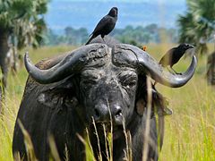 Bufle d'Africa (Pargue nacional Murchison Falls, Oganda).