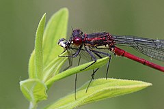 Male eating insect Dry Sandford Pit, Oxfordshire