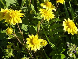 Lasthenia calfornica in Fremont, CA