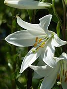 Madonna lily, Lilium candidum (Magnus Manske)