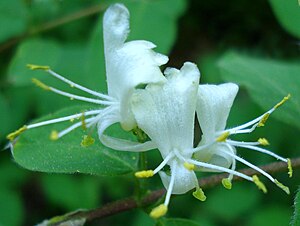 Ruad Haagekäärs (Lonicera xylosteum)