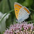 Großer Feuerfalter (Lycaena dispar)