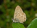 Dume la Leptotes pirithous