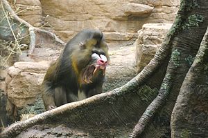 Mandrill Yawn 2