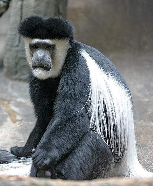 File:Mantled Guereza.jpg