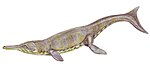 Thalattosuchus superciliosus Metriorhynchus superciliosum.jpg