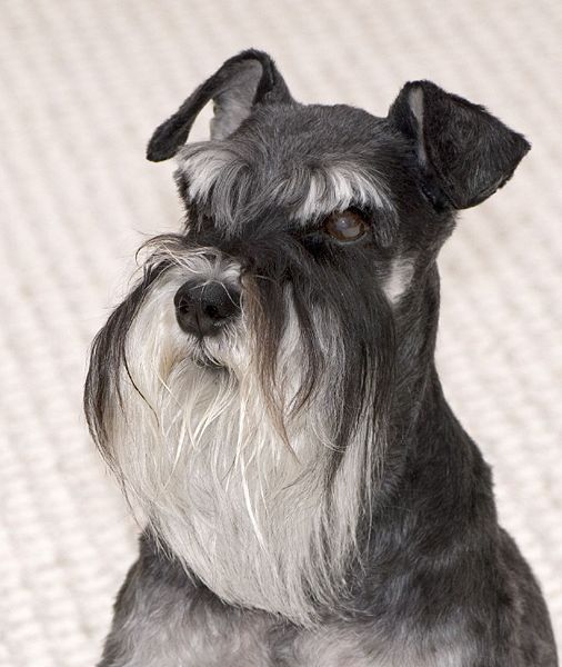 506px-Miniature_Schnauzer_portrait_Mattie.jpg