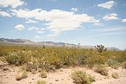 Kreosotbüsche vor den Ivanpah Mountains