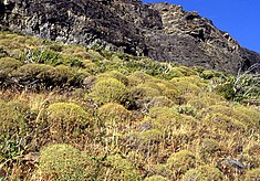 Bosquets de neneo (mulinum spinosum) dans la steppe de Patagonie, avec leur forme caractéristique de coussin.