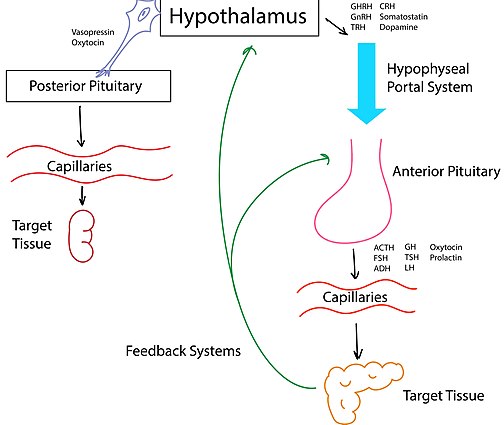 Hypothalamic interaction with the posterior and anterior pituitary glands. The hypothalamus produces the hormones oxytocin and vasopressin in its endocrine cells (left). These are released at nerve endings in the posterior pituitary gland and then secreted into the systemic circulation. The hypothalamus releases tropic hormones into the hypophyseal portal system to the anterior pituitary (right). The anterior pituitary then secretes trophic hormones into the circulation which elicit different responses from various target tissues. These responses then signal back to the hypothalamus and anterior pituitary to either stop producing or continue to produce their precursor signals. Neuroendocrinology Figure (2).jpg