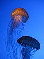 Jellyfish, New England Aquarium