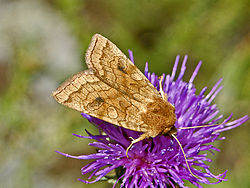 Noctuidae - Xestia ochreago.jpg