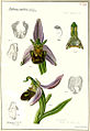 Ophrys apifera