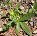 Miniatura para Ophrys bombyliflora