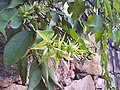 Fruit de Pereskia aculeata