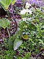 Photo couleur (gros plan) de fleurs blanches à plusieurs pétales, portées par une tige feuillée verte, sur un sol parsemé de verdure.