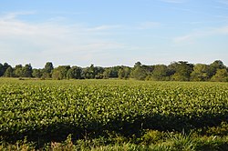 Fields on Oregonia Road