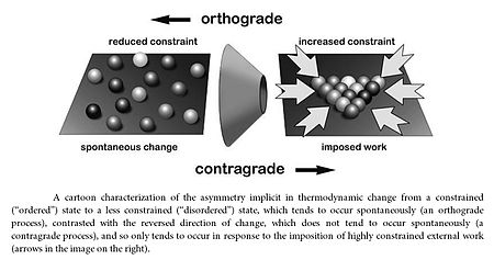 A cartoon characterization of the asymmetry implicit in thermodynamic change from a constrained ("ordered") state to a less constrained ("disordered") state, which tends to occur spontaneously (an orthograde process), contrasted with the reversed direction of change, which does not tend to occur spontaneously (a contragrade process), and so only tends to occur in response to the imposition of highly constrained external work (arrows in the image on the right).