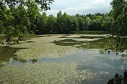 Rybník s pomístním jménem Prostřední Rataják s rozsáhlou vodní vegetací