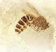 Palaeovespa florissantia, especie extinta