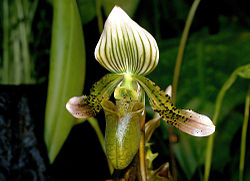 Paphiopedilum schoseri Orchi DOG 021. jpg