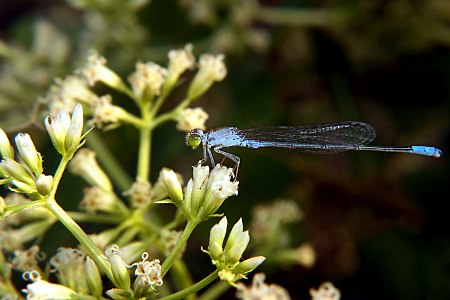 Paracercion calamorum male