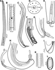 Capillaria plectropomi, A: kopeind van een mannetje, lateraal aanzicht. B: stichocyt in het midden van de stichosoom. C: staarteind mannetje, lateraal aanzicht. D: kop vrouwtje met papillen, apicaal aanzicht. E: staarteind mannetje, ventraal aanzicht F: gebied van de vulva, lateraal aanzicht. G, H: staarteind mannetje (verschillend exemplaren), lateraal aanzicht. I: staart vrouwtje, lateraal aanzicht. J: spiculum, lateraal aanzicht. K: laterale bacillaire band bij het slokdarmgebied, lateraal aanzicht. L: rijp ei.[1]