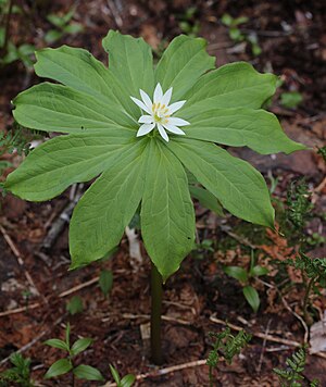 japania pariso (Paris japonica)