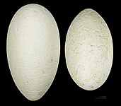 ביצי הפלמינגו, אוסף מוזיאון טולוז