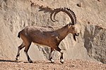 Miniatura para Capra ibex nubiana