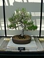 Pinus thunbergii bonsai
