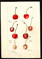 Image of cherries (scientific name: Prunus avium), with this specimen originating in South Haven, Van Buren County, Michigan, United States. (1897)