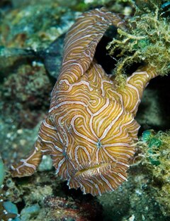 Psychedelic frogfish 08Am6A1b.jpg